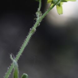 Lapsana communis subsp. macrocarpa