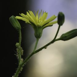 Lapsana communis subsp. macrocarpa