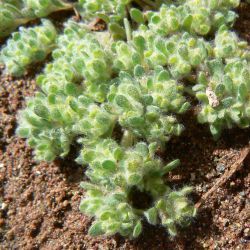 Lasiopogon muscoides