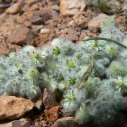 Lasiopogon muscoides
