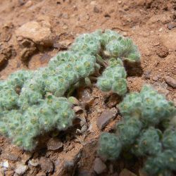 Lasiopogon muscoides