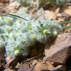 Lasiopogon muscoides