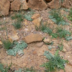 Lasiopogon muscoides