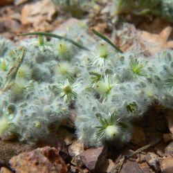 Lasiopogon muscoides