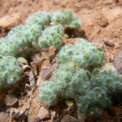 Lasiopogon muscoides