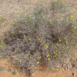 Launaea arborescens