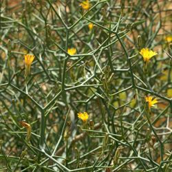 Launaea arborescens