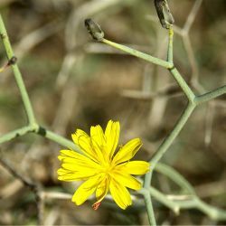 Launaea arborescens