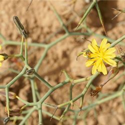 Launaea arborescens