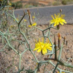 Launaea arborescens
