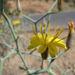 Launaea arborescens