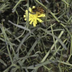Launaea arborescens