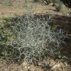Launaea arborescens