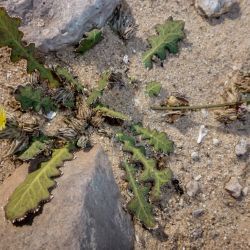 Launaea capitata