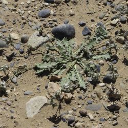 Launaea capitata