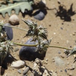 Launaea capitata
