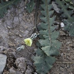 Launaea capitata