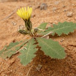 Launaea capitata