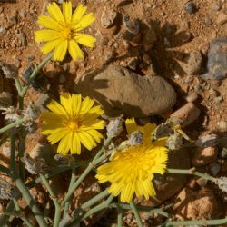 Launaea fragilis