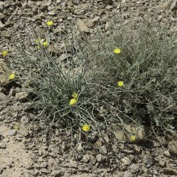 Launaea fragilis