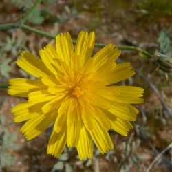 Launaea fragilis