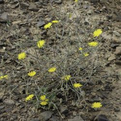 Launaea fragilis