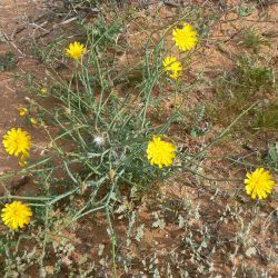 Launaea fragilis