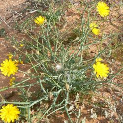 Launaea fragilis