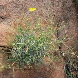 Launaea lanifera