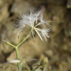Launaea lanifera