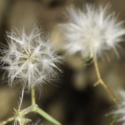 Launaea lanifera