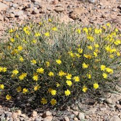 Launaea lanifera