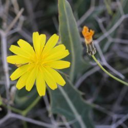 Launaea lanifera