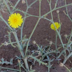 Launaea mucronata subsp. mucronata