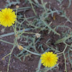 Launaea mucronata subsp. mucronata