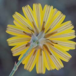 Launaea mucronata subsp. mucronata