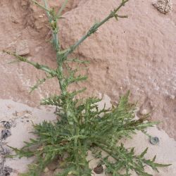 Launaea mucronata subsp. mucronata