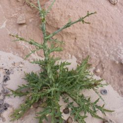 Launaea mucronata subsp. mucronata
