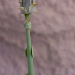 Launaea mucronata subsp. mucronata