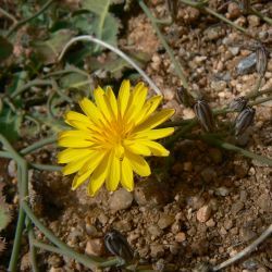 Launaea nudicaulis