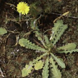 Launaea nudicaulis