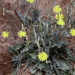 Launaea nudicaulis