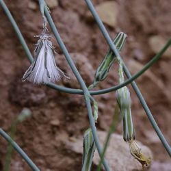 Launaea nudicaulis