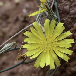 Launaea nudicaulis