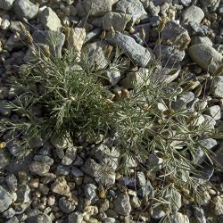 Leysera leyseroides