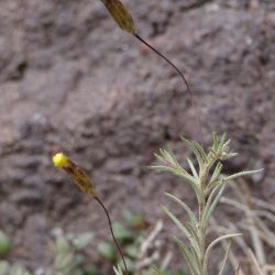 Leysera leyseroides