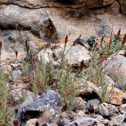 Leysera leyseroides