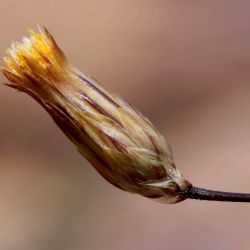 Leysera leyseroides