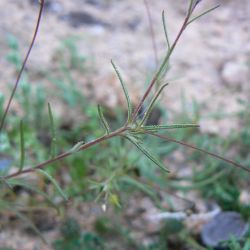 Leysera leyseroides