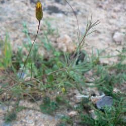 Leysera leyseroides